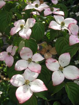 Cornus florida rubra